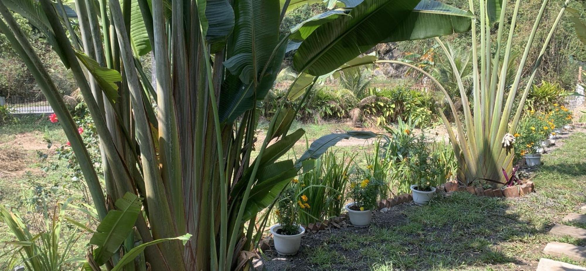 Cat Ba Island Garden Homestay - Papillon Exterior foto